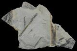Pennsylvanian Fossil Fern (Lepidodendron) Plate- Kentucky #181340-1